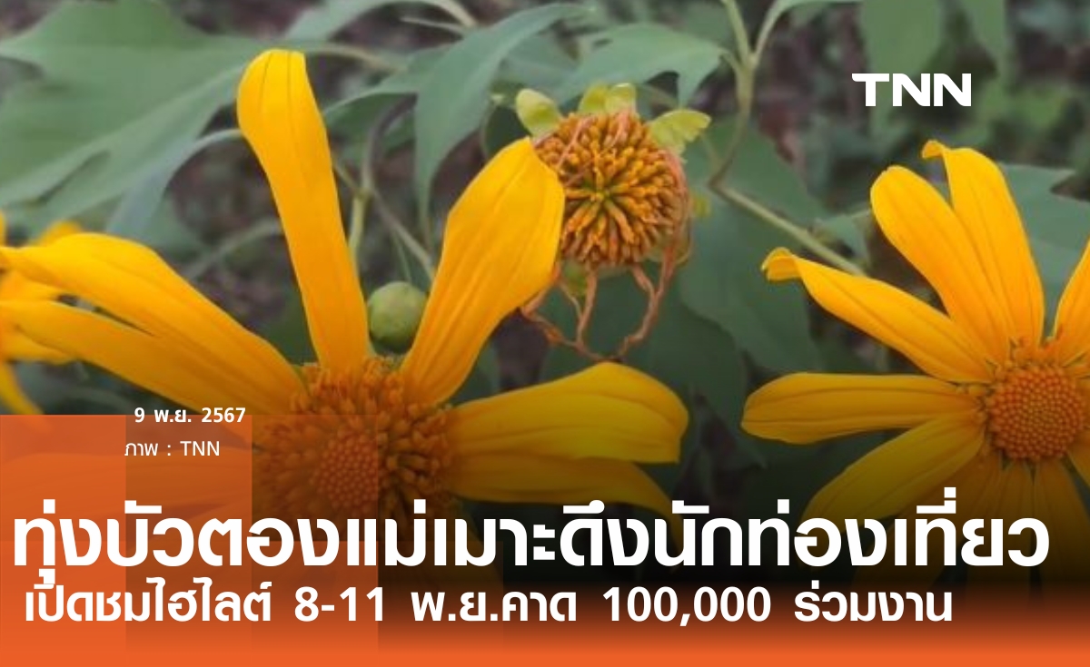 เปิดชมความงามทุ่งบัวตองแม่เมาะ 250 ไร่ 8-11 พ.ย.