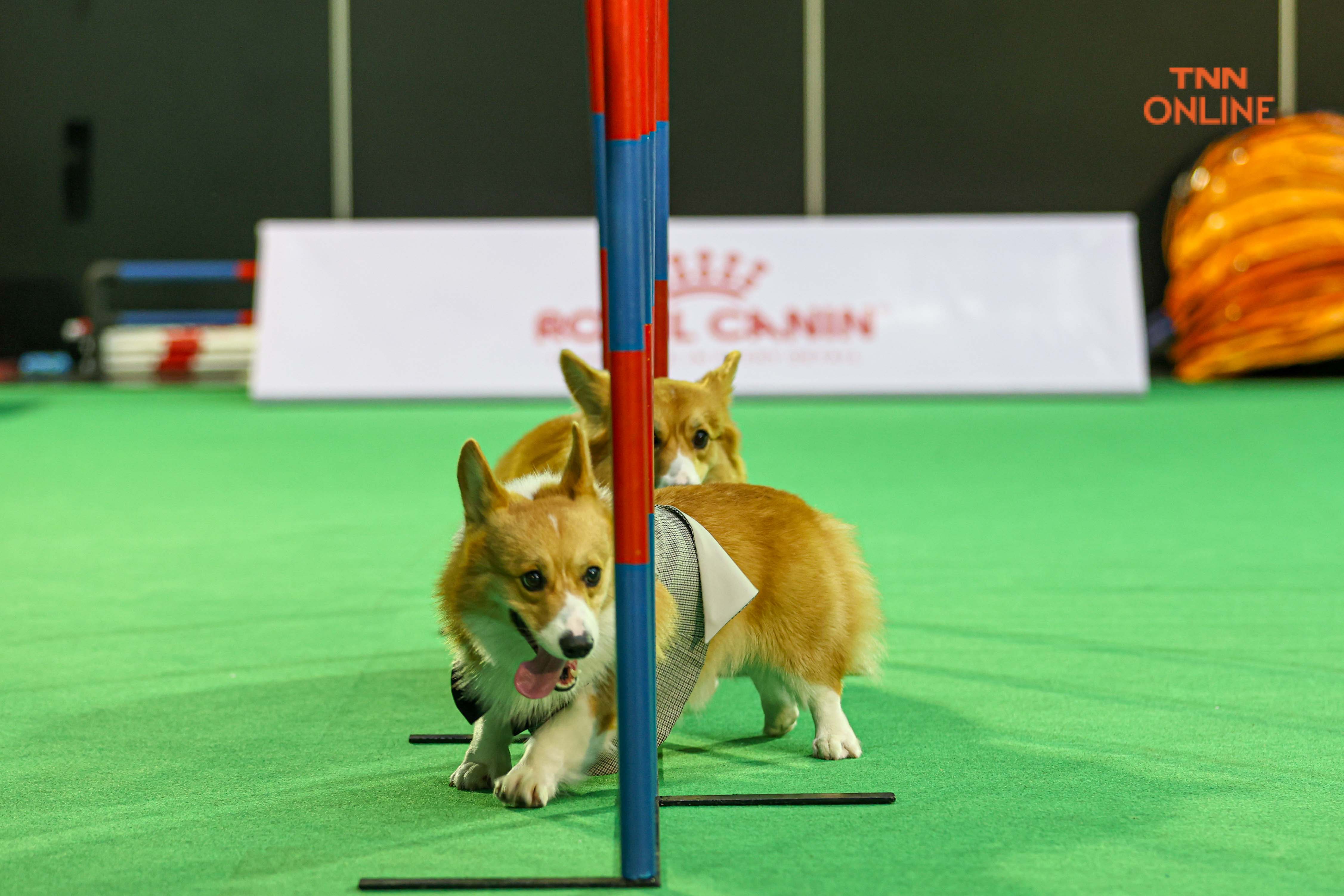 เริ่มแล้ว PET EXPO2022 ชวนชมความน่ารักจากเหล่าเพื่อนรักสี่ขา