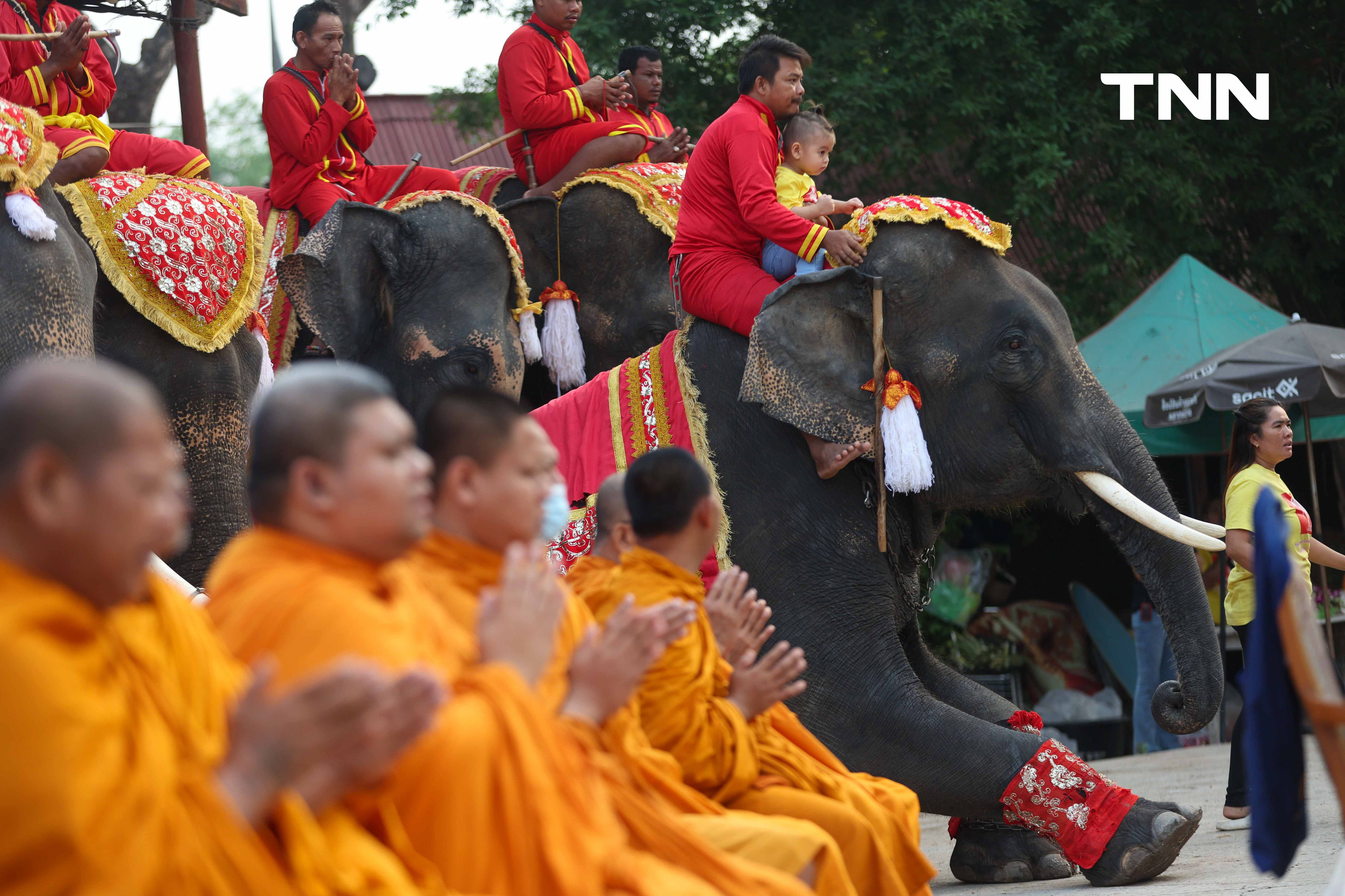 “วันช้างไทย” แลเพนียด ทำบุญ-เลี้ยงอาหารช้าง เพื่อเป็นสิริมงคล