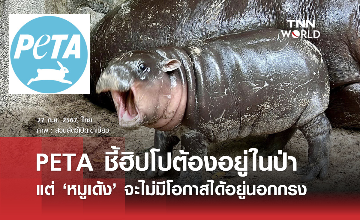 PETA ชี้ฮิปโปต้องอยู่ในป่า แต่ ‘หมูเด้ง’ จะไม่มีโอกาสได้อยู่นอกกรง