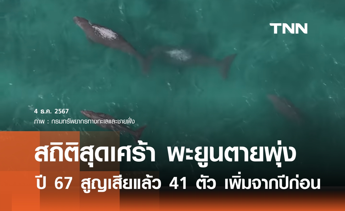 สถิติสุดเศร้า ยังไม่จบปี 67 พะยูนตายไปแล้ว 41 ตัว เพิ่มขึ้นจากปีก่อน 