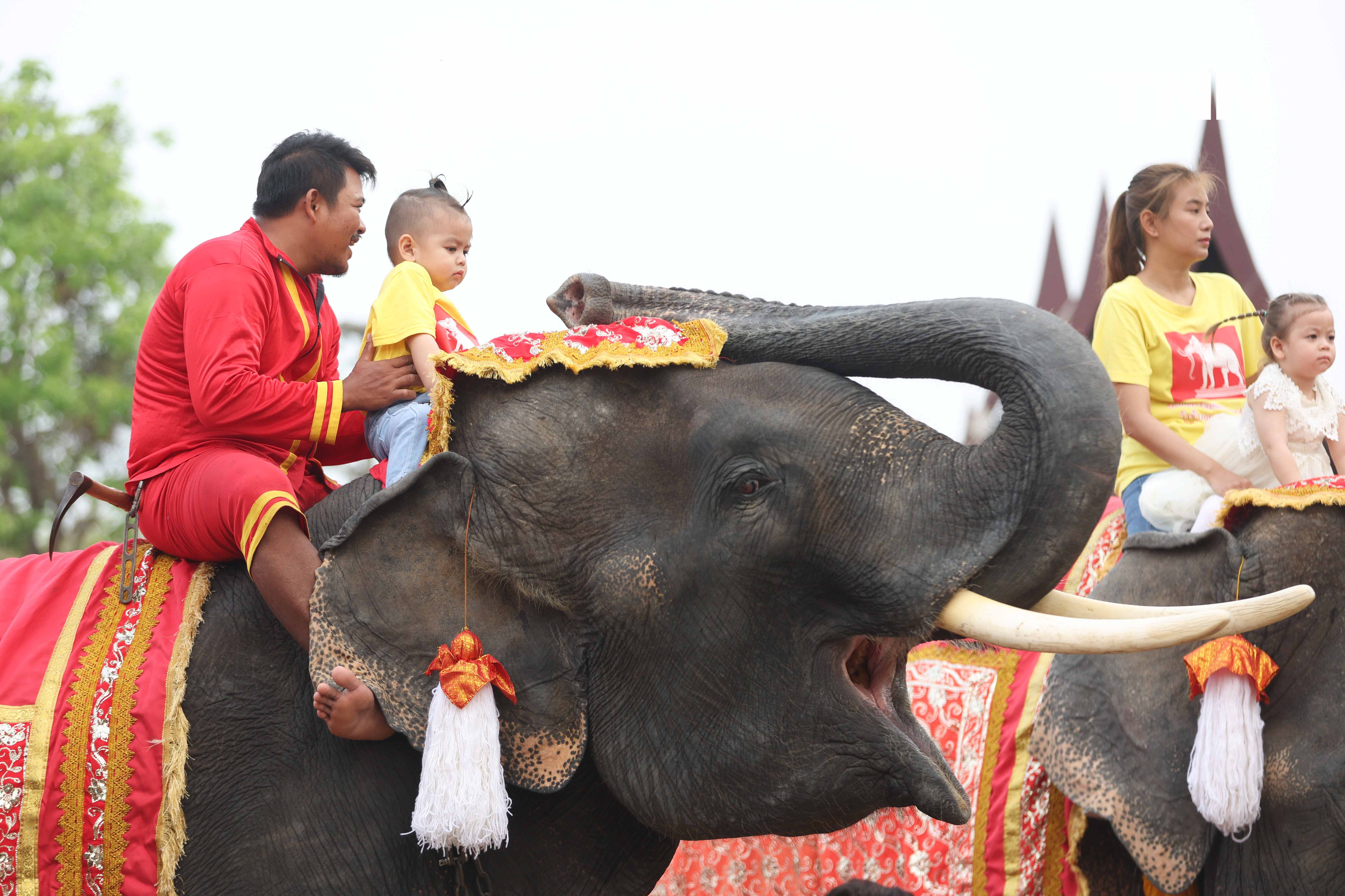 “วันช้างไทย” แลเพนียด ทำบุญ-เลี้ยงอาหารช้าง เพื่อเป็นสิริมงคล