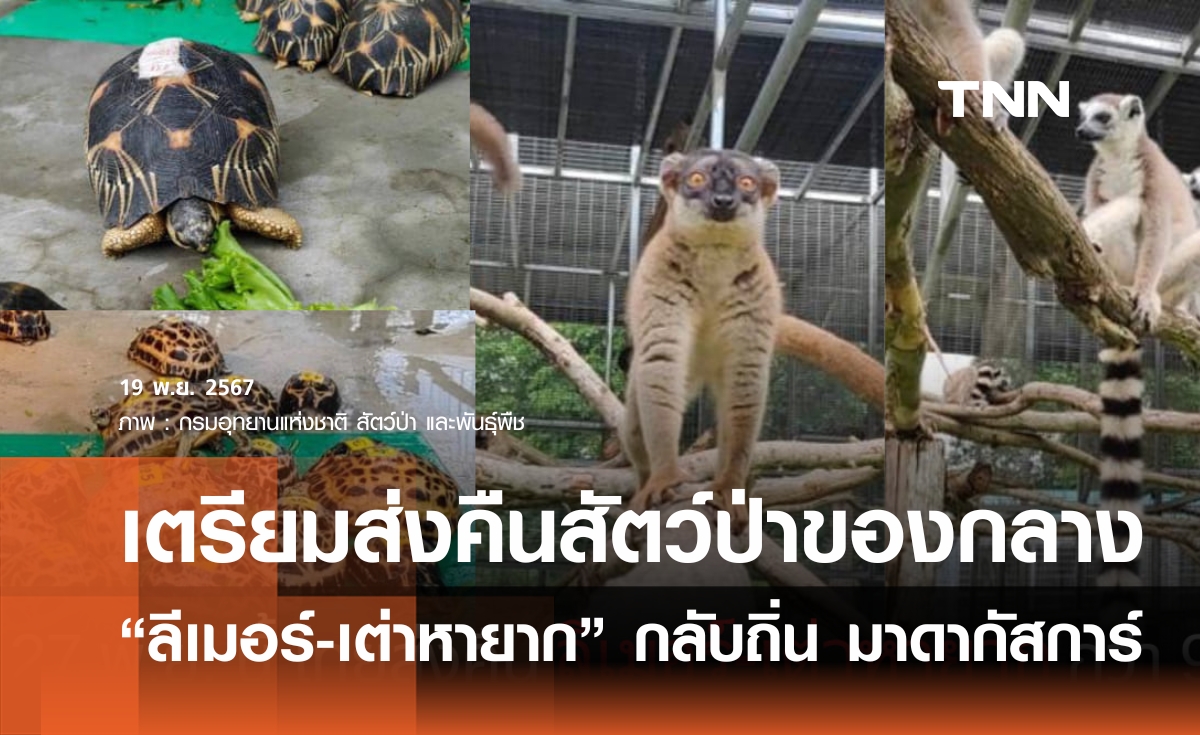 ไทยเตรียมส่งคืนลีเมอร์-เต่าหายากกว่า 900 ตัว สู่ถิ่นกำเนิดมาดากัสการ์