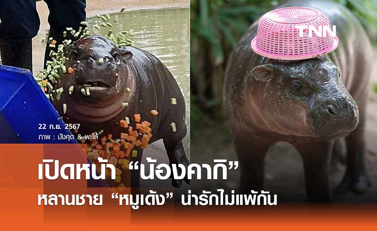  เปิดหน้า “คากิ” หลานชาย “หมูเด้ง” แห่งสวนสัตว์อุบลฯ น่ารักน่าเอ็นดูไม่แพ้กัน 