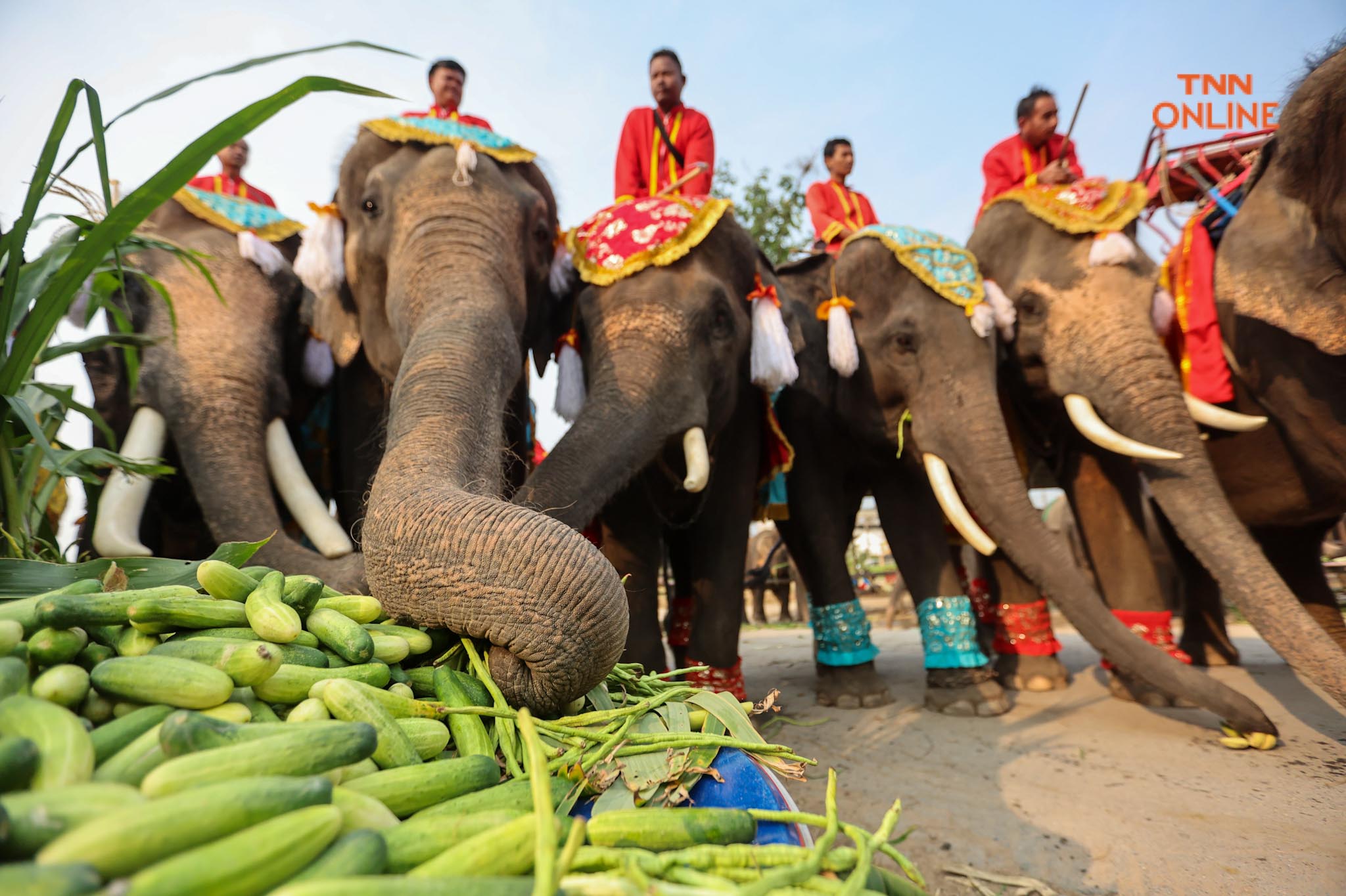 “วันช้างไทย” แลเพนียด ทำบุญ-เลี้ยงอาหารช้าง เพื่อเป็นสิริมงคล