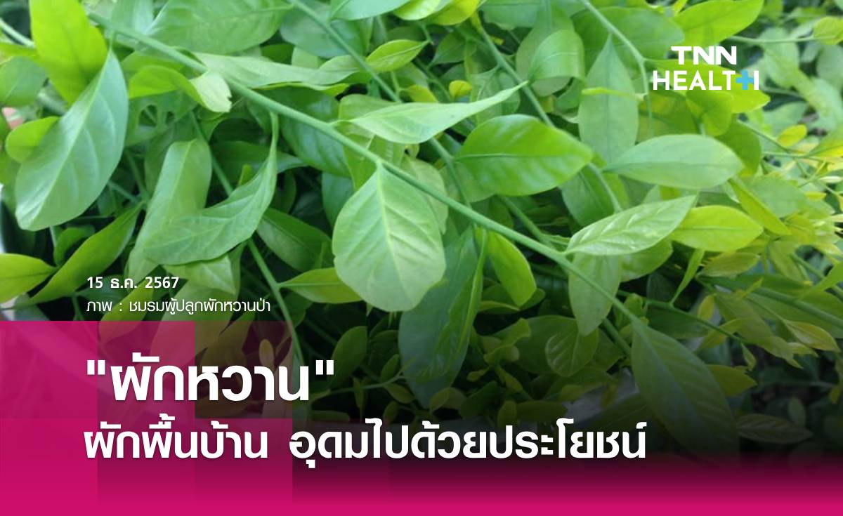 ผักหวาน ผักพื้นบ้าน ที่อุดมไปด้วยประโยชน์