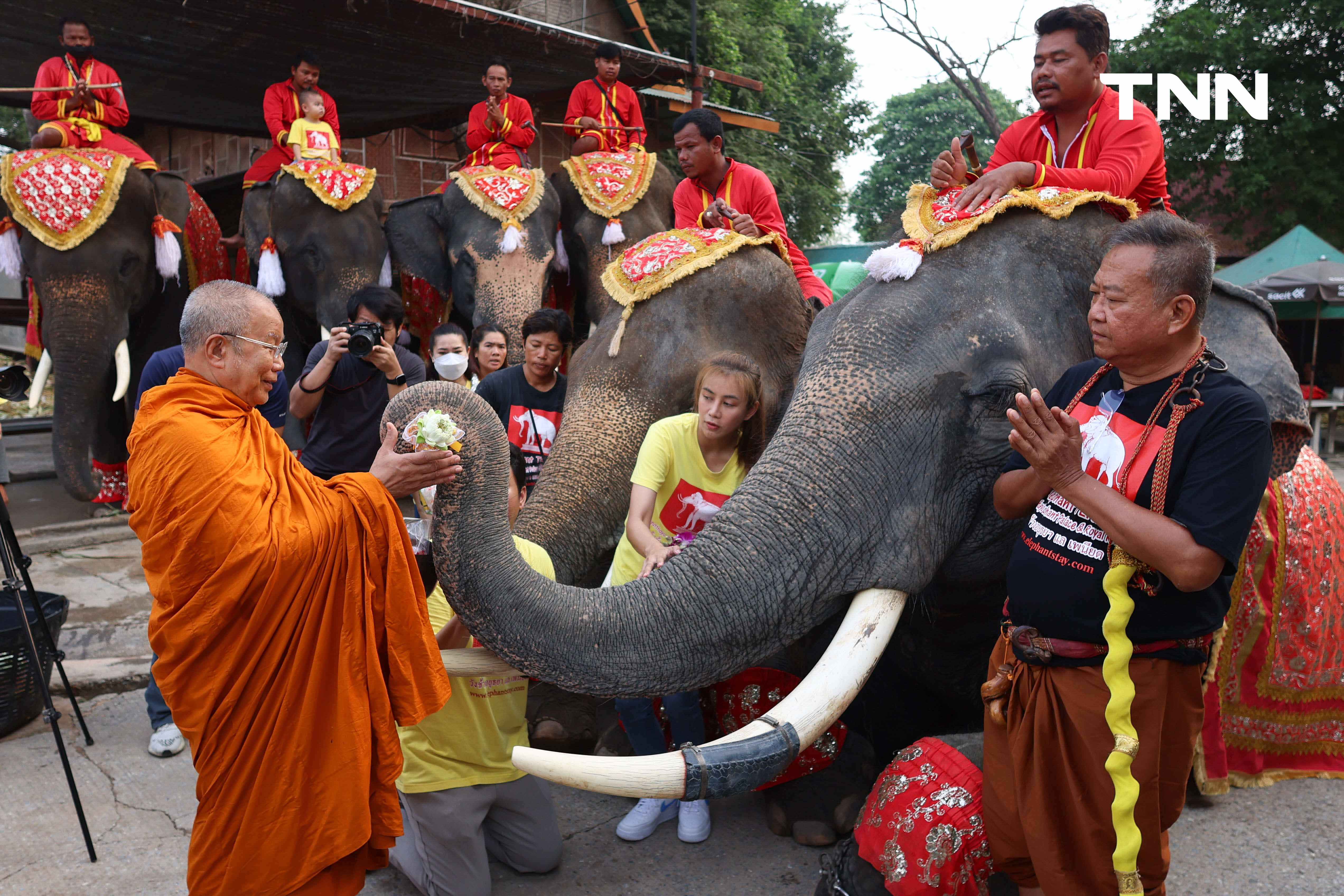 “วันช้างไทย” แลเพนียด ทำบุญ-เลี้ยงอาหารช้าง เพื่อเป็นสิริมงคล