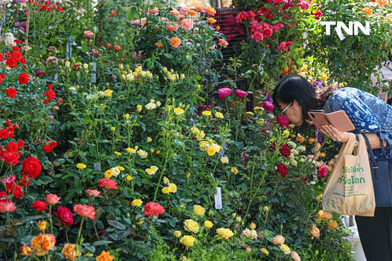 ยลโฉมกุหลาบ 260 สายพันธุ์ เนรมิตสวนกุหลาบใจกลางกรุงเทพ