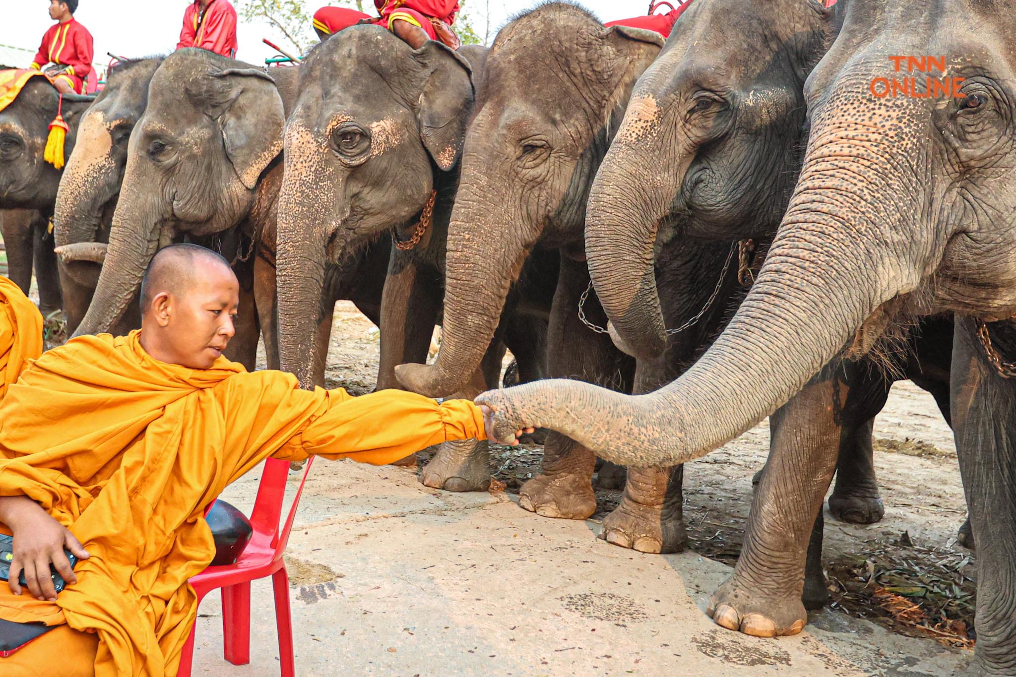 “วันช้างไทย” แลเพนียด ทำบุญ-เลี้ยงอาหารช้าง เพื่อเป็นสิริมงคล