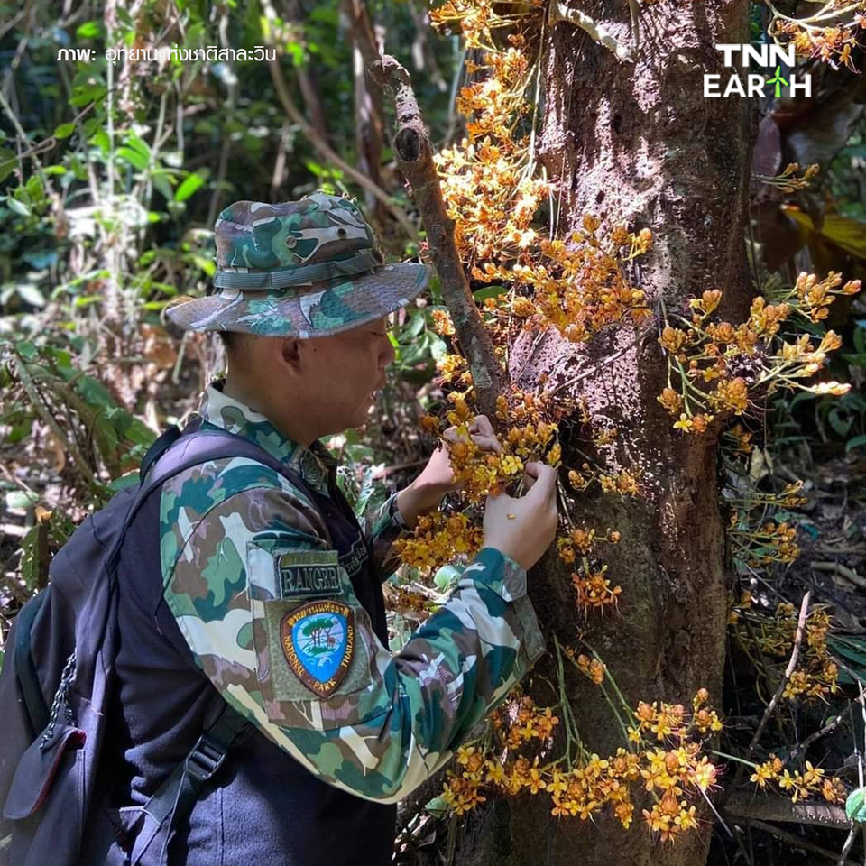 เผยภาพ “โสกเหลืองแม่เมย”  พืชหายากชนิดใหม่ของโลก