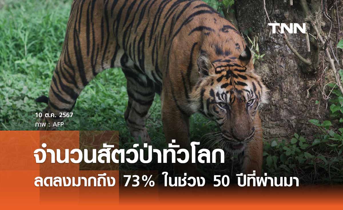 WWF เผยจำนวนสัตว์ป่าทั่วโลกลดลงมากถึง 73% ในช่วง 50 ปี