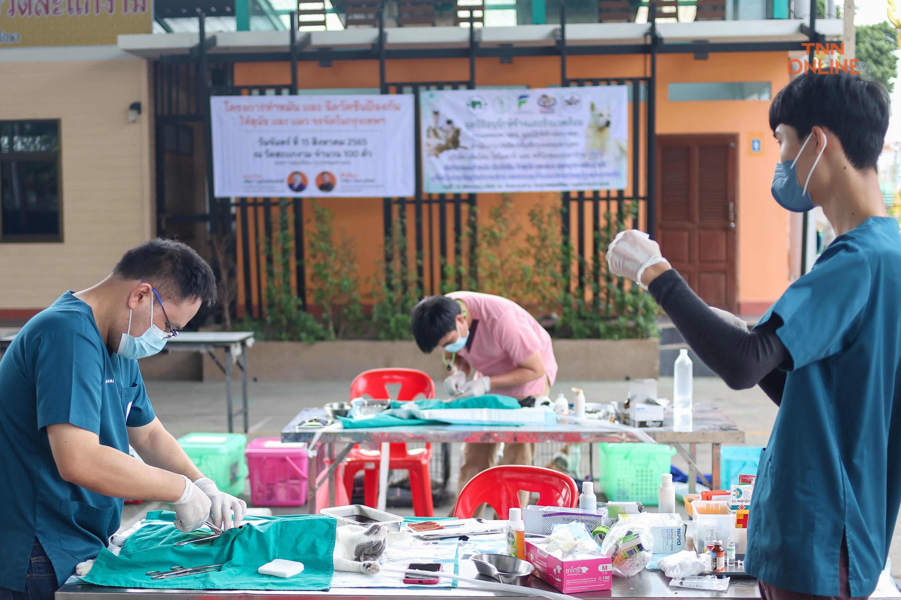 ทำหมันฟรีสุนัขและแมวควบคุมประชากรพร้อมจัดสวัสดิภาพสัตว์ 