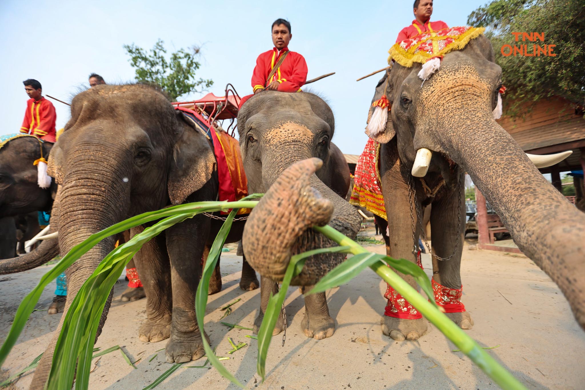 “วันช้างไทย” แลเพนียด ทำบุญ-เลี้ยงอาหารช้าง เพื่อเป็นสิริมงคล