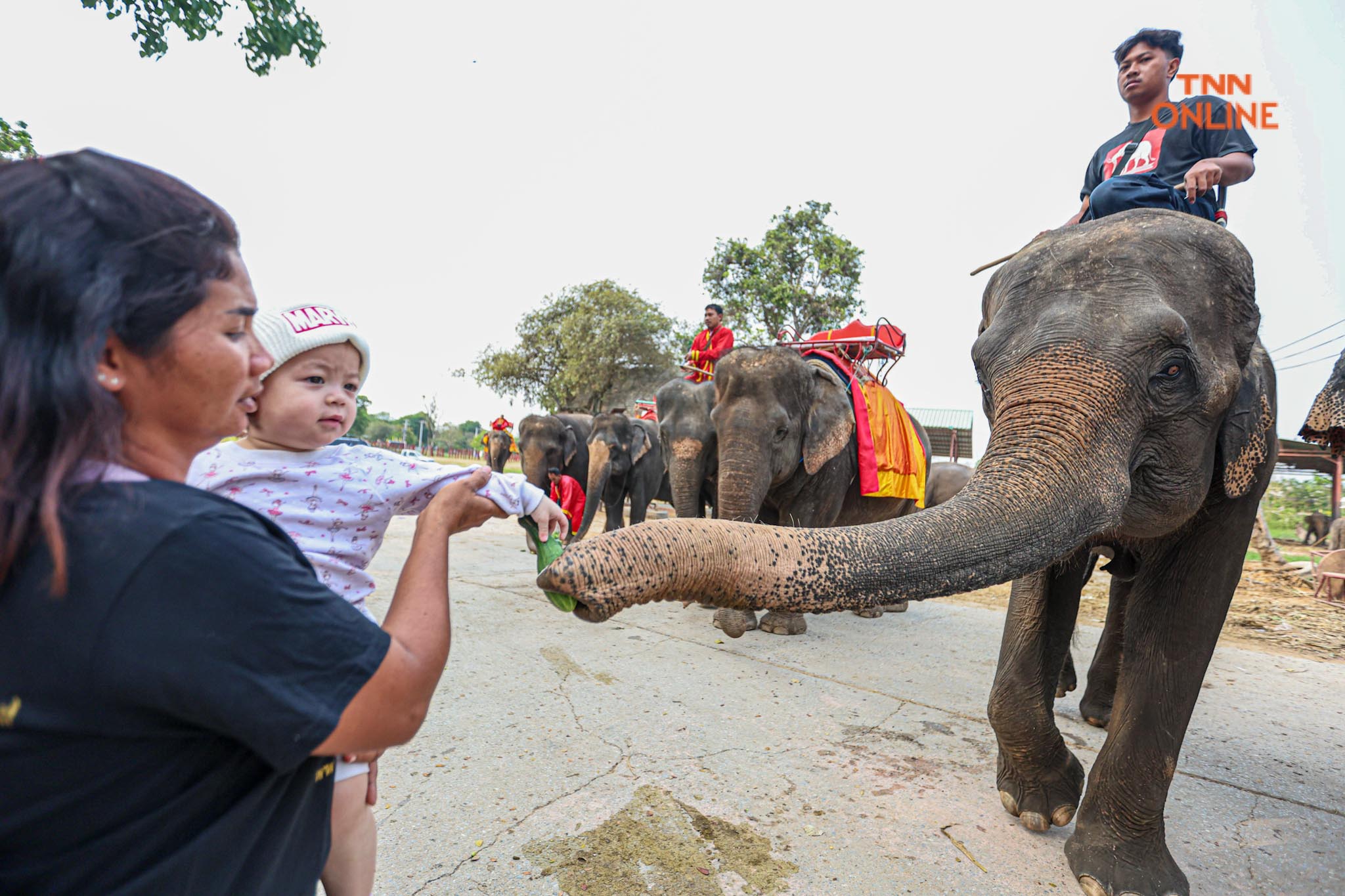 “วันช้างไทย” แลเพนียด ทำบุญ-เลี้ยงอาหารช้าง เพื่อเป็นสิริมงคล