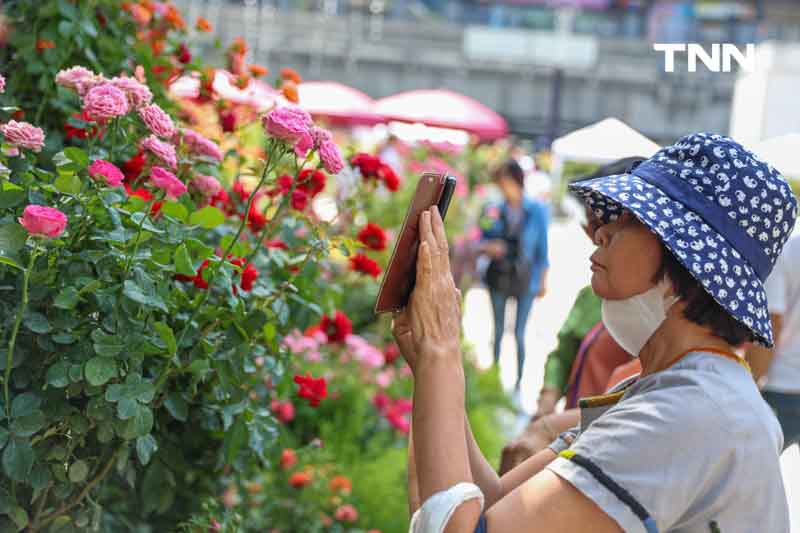 ยลโฉมกุหลาบ 260 สายพันธุ์ เนรมิตสวนกุหลาบใจกลางกรุงเทพ