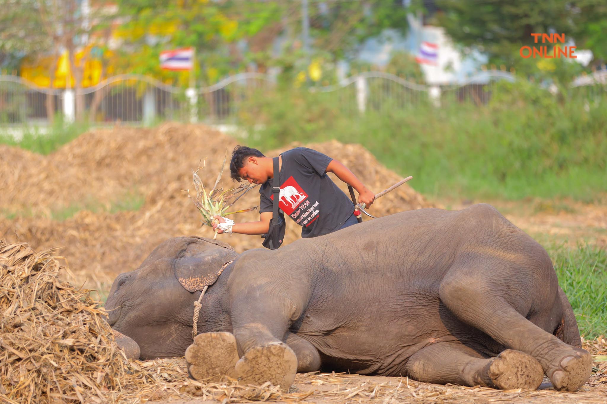 “วันช้างไทย” แลเพนียด ทำบุญ-เลี้ยงอาหารช้าง เพื่อเป็นสิริมงคล