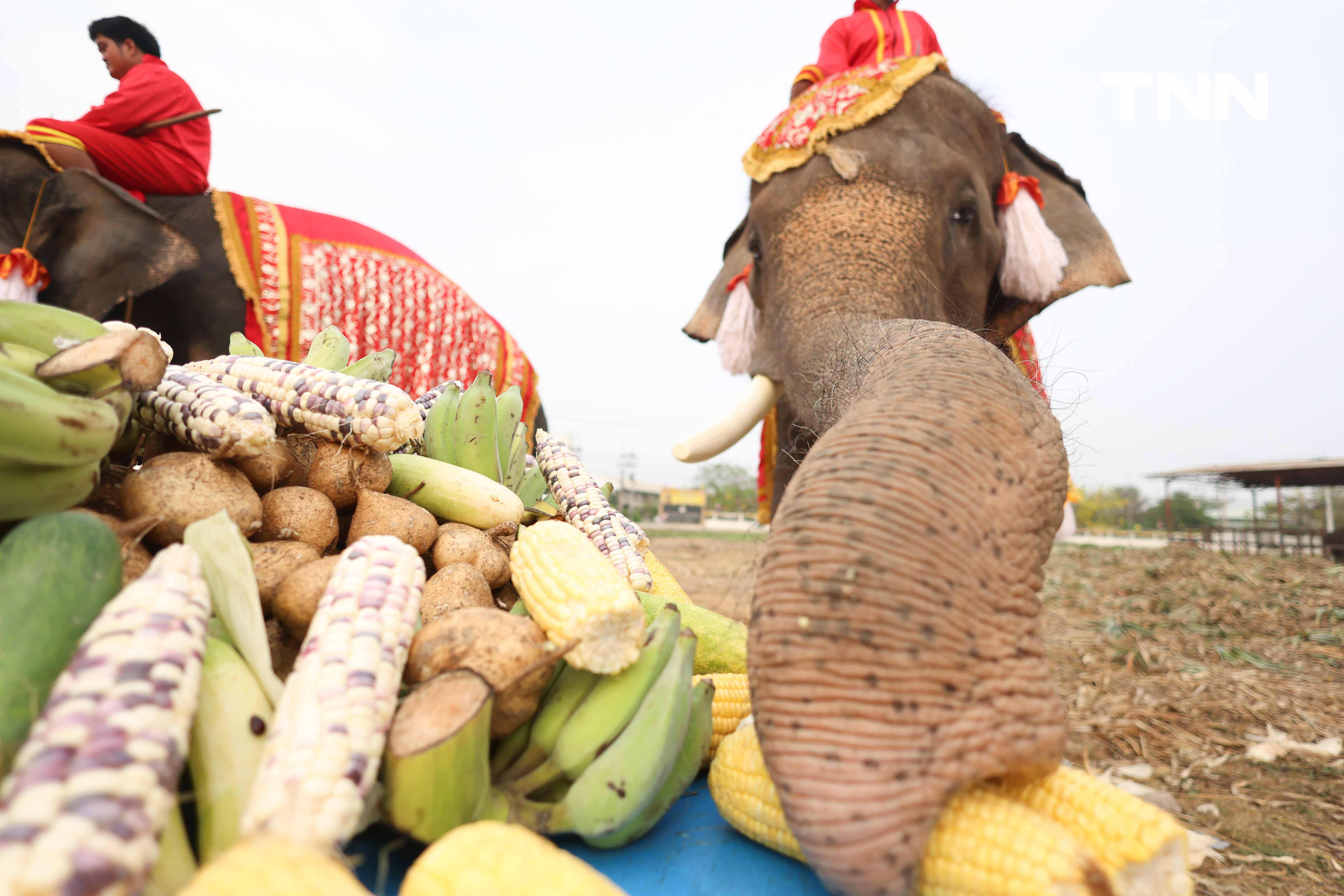 “วันช้างไทย” แลเพนียด ทำบุญ-เลี้ยงอาหารช้าง เพื่อเป็นสิริมงคล