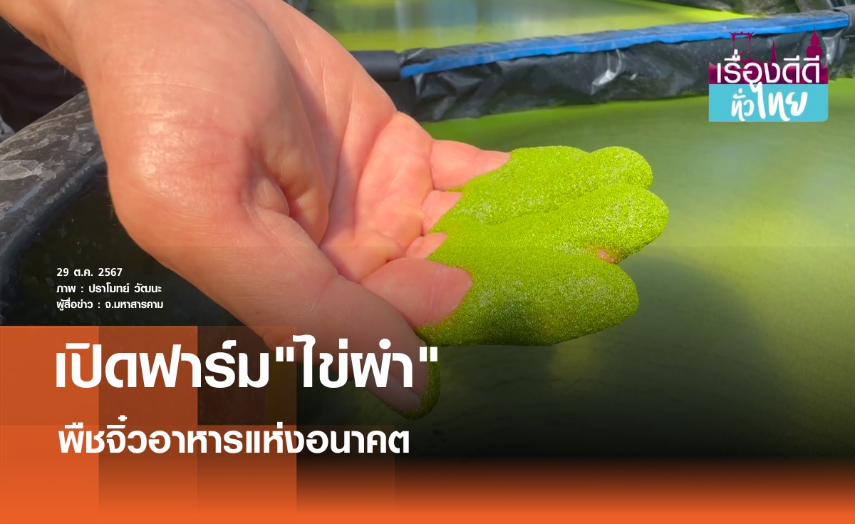 เปิดฟาร์มไข่ผำพืชจิ๋วอาหารแห่งอนาคต | เรื่องดีดีทั่วไทย