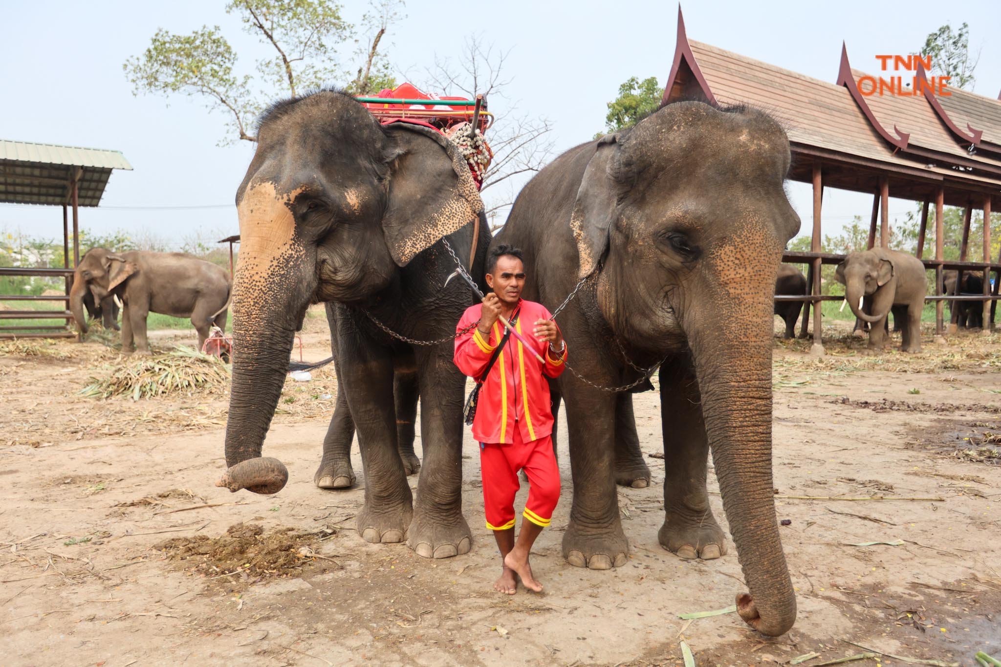 “วันช้างไทย” แลเพนียด ทำบุญ-เลี้ยงอาหารช้าง เพื่อเป็นสิริมงคล