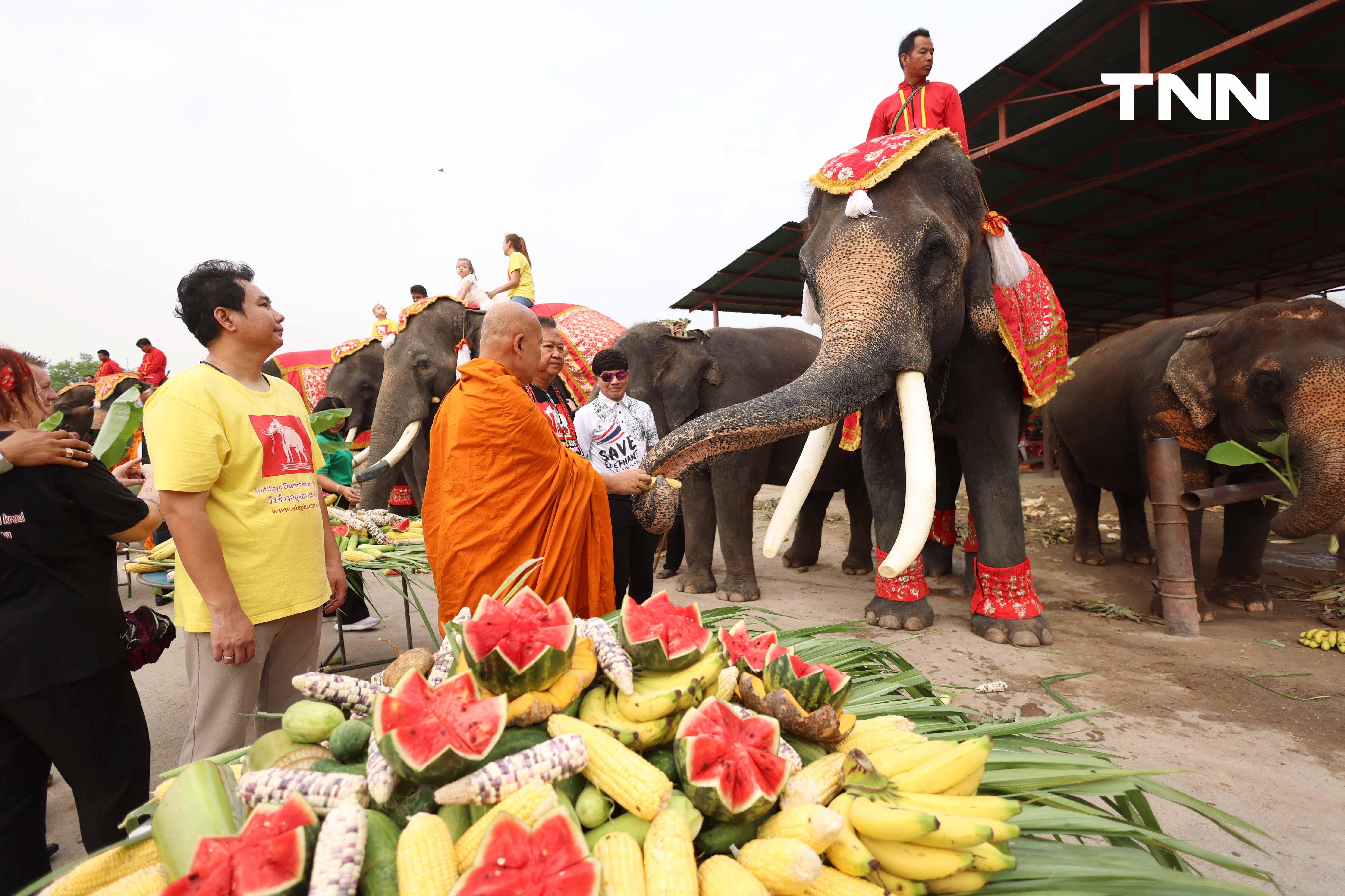 “วันช้างไทย” แลเพนียด ทำบุญ-เลี้ยงอาหารช้าง เพื่อเป็นสิริมงคล