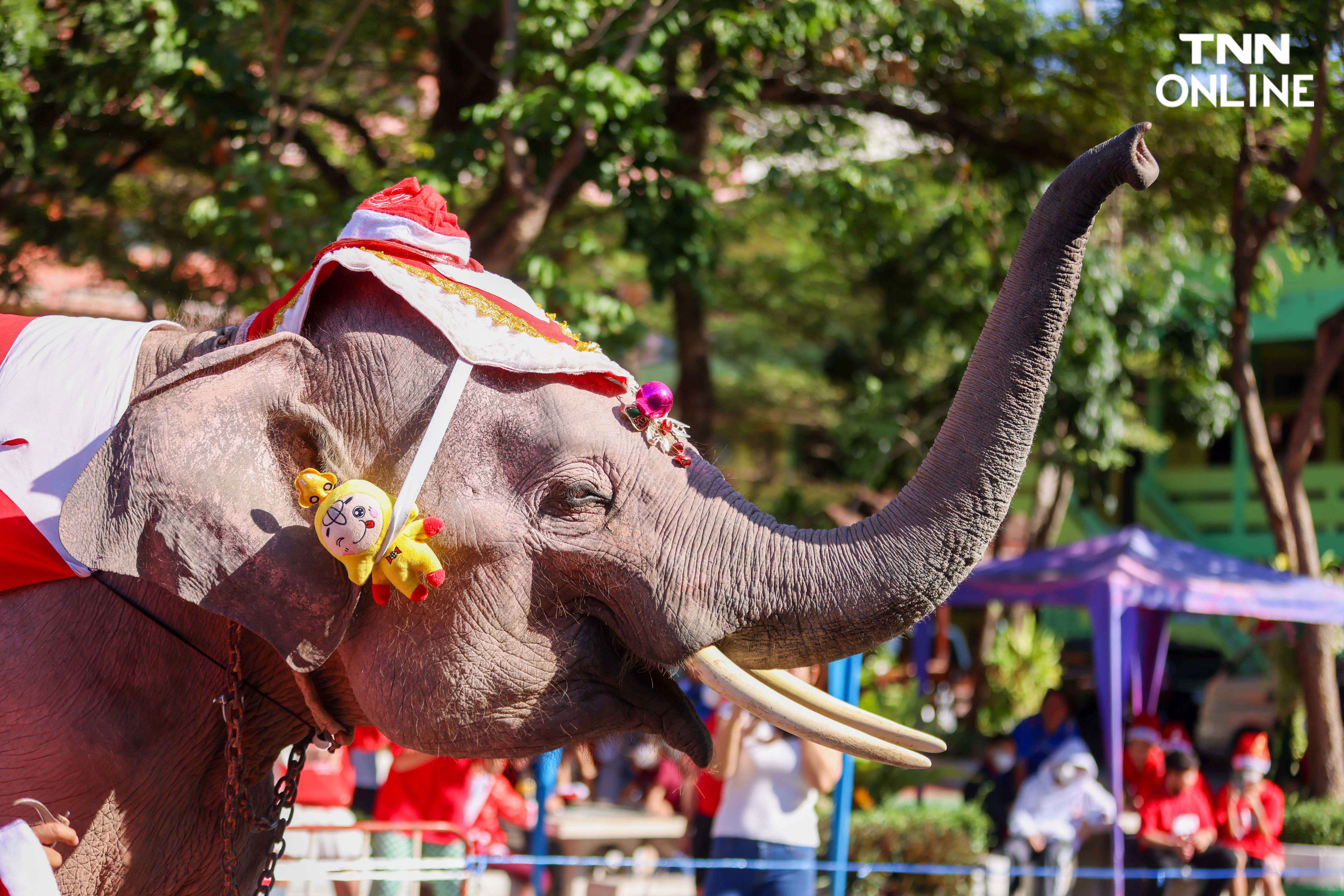 ช้างแปลงโฉมซานตาคลอส มอบความสุขในเทศกาลคริสต์มาส