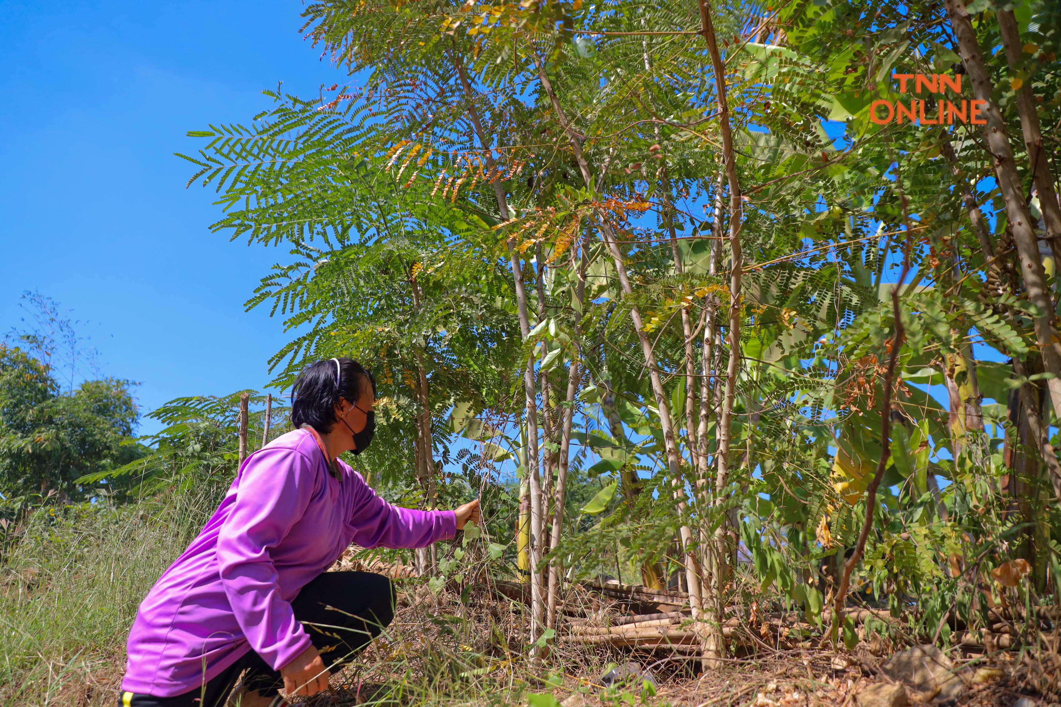 ประมวลภาพ ดอยคำร่วมรักษ์ช้าง ผลักดันไม้ฝาง เพื่อเกษตรไทย