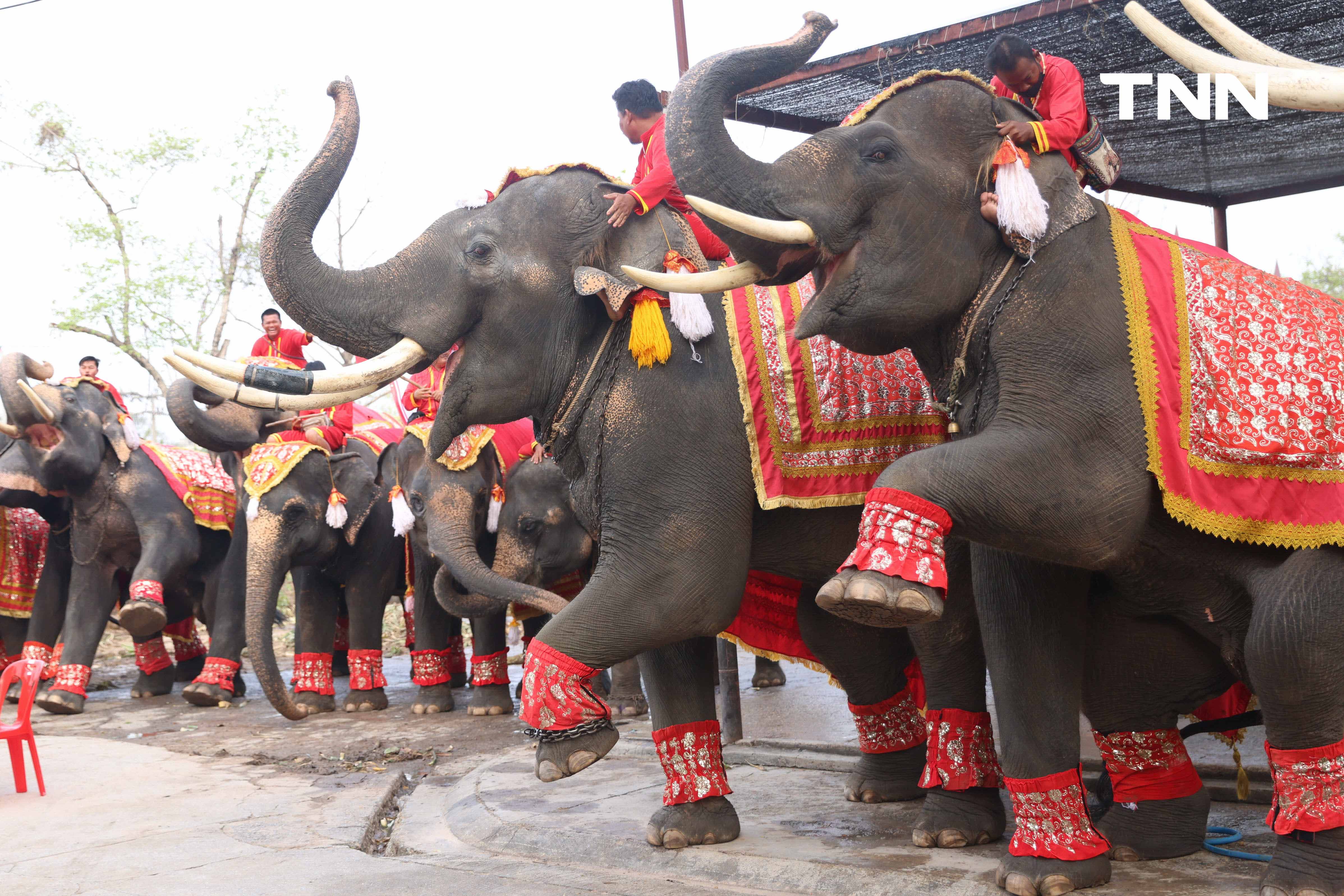 “วันช้างไทย” แลเพนียด ทำบุญ-เลี้ยงอาหารช้าง เพื่อเป็นสิริมงคล