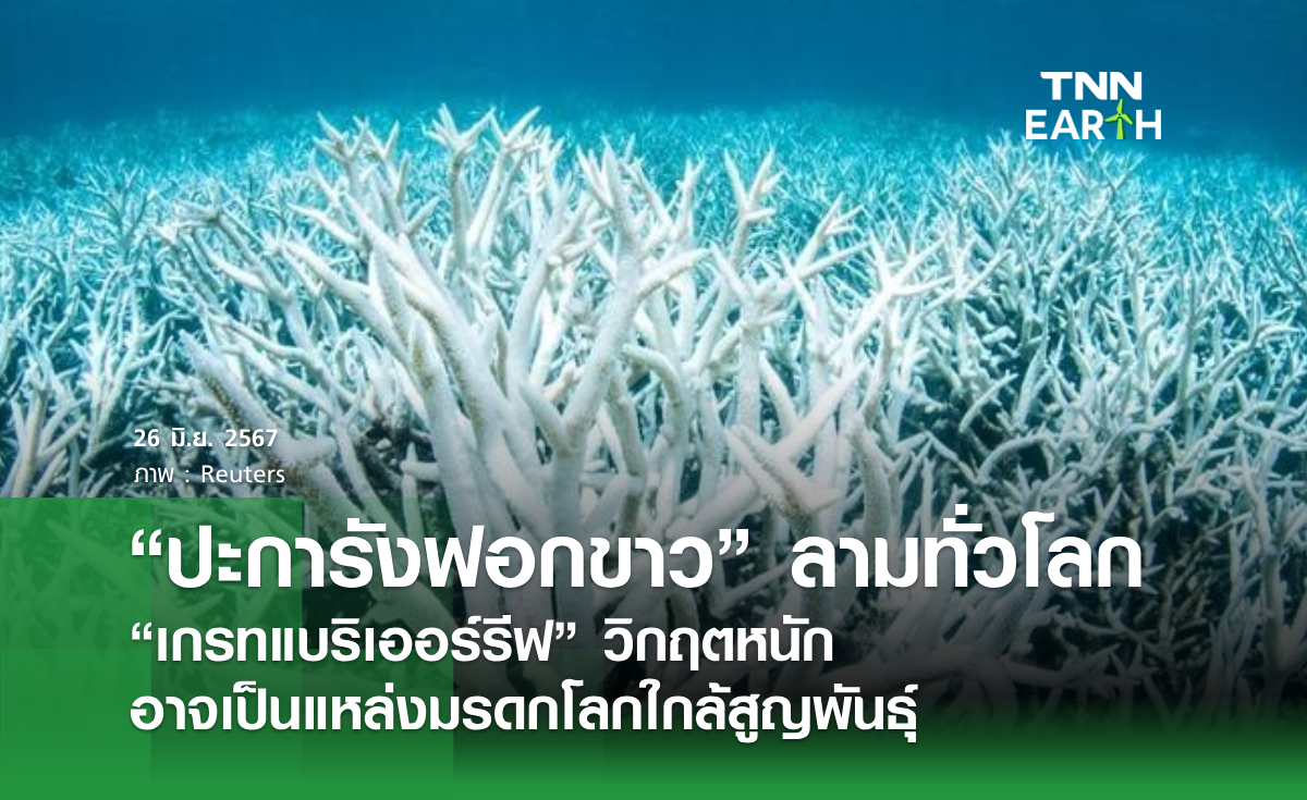 "ปะการังฟอกขาว" ลามทั่วโลก "เกรทแบริเออร์รีฟ" วิกฤตหนัก อาจเป็นแหล่งมรดกโลกใกล้สูญพันธุ์