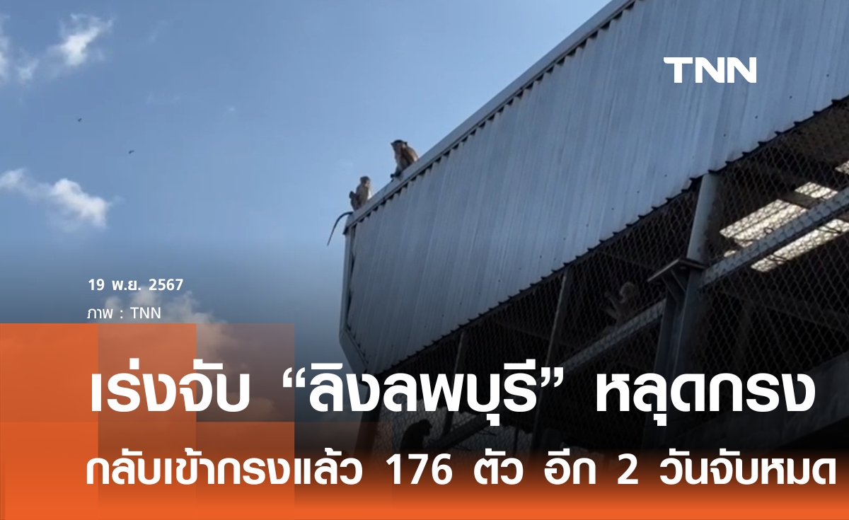 อุทยานฯ จับลิงที่หลุดออกมาจากสวนลิงลพบุรีได้แล้ว 176 ตัว