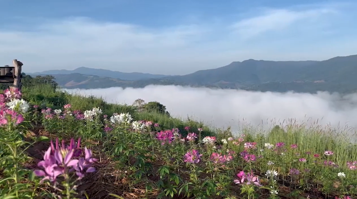 ‘ภูทอก’ ลานกางเต็นท์ใหม่บ้านนาแห้ว ชมทะเลหมอกขาวโพลน-วิวเขาเมืองลาว