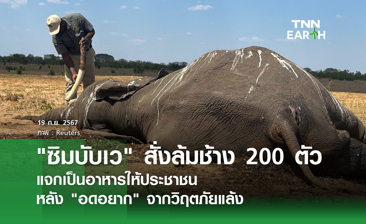 ซิมบับเว สั่งล้มช้าง 200 ตัว แจกเป็นอาหารให้ประชาชน  หลัง อดอยาก จากวิฤตภัยแล้ง