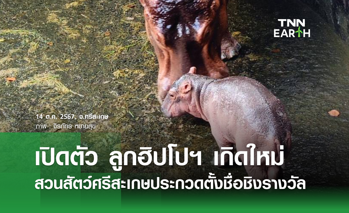 เปิดตัว ลูกฮิปโปฯ เกิดใหม่ สวนสัตว์ศรีสะเกษประกวดตั้งชื่อชิงรางวัล