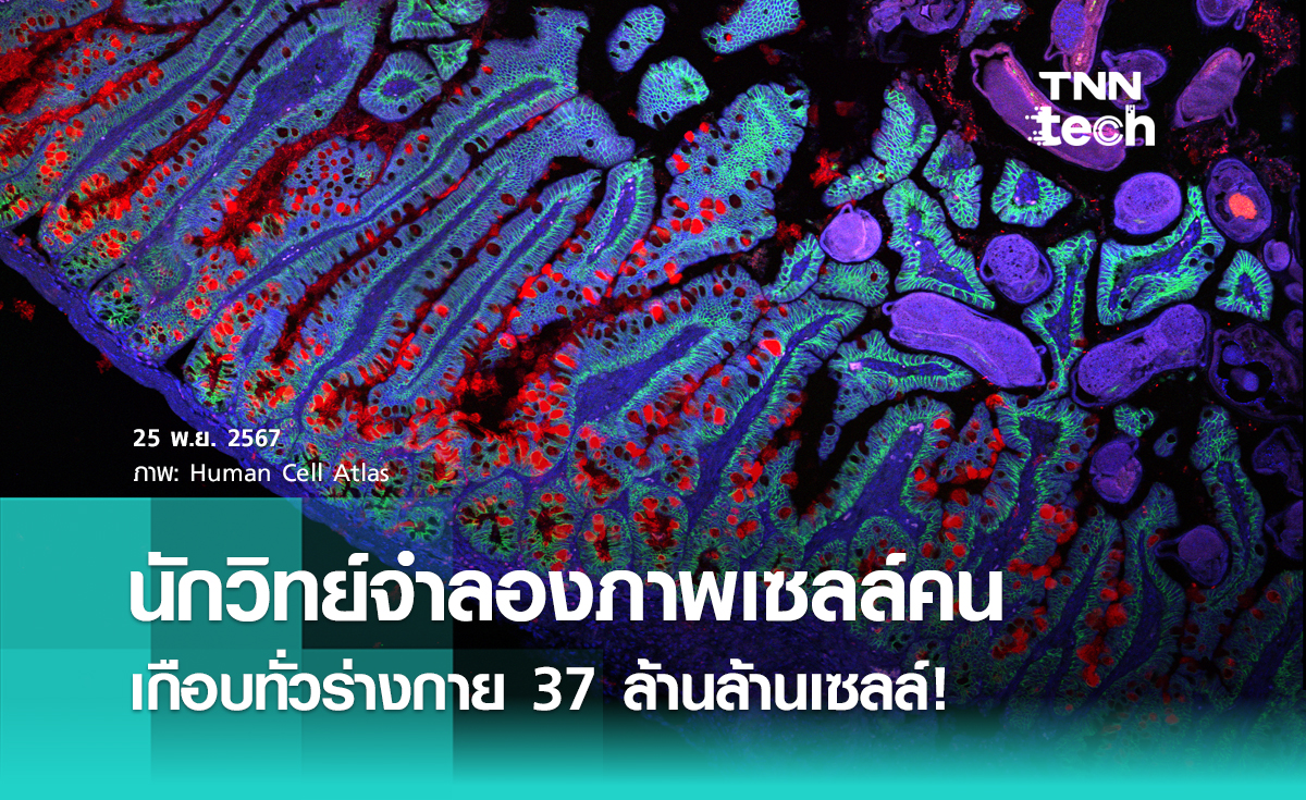 นักวิทย์สร้างภาพเซลล์มนุษย์ 37 ล้านล้านเซลล์สมบูรณ์ทั่วร่างกายได้เป็นครั้งแรกของโลก