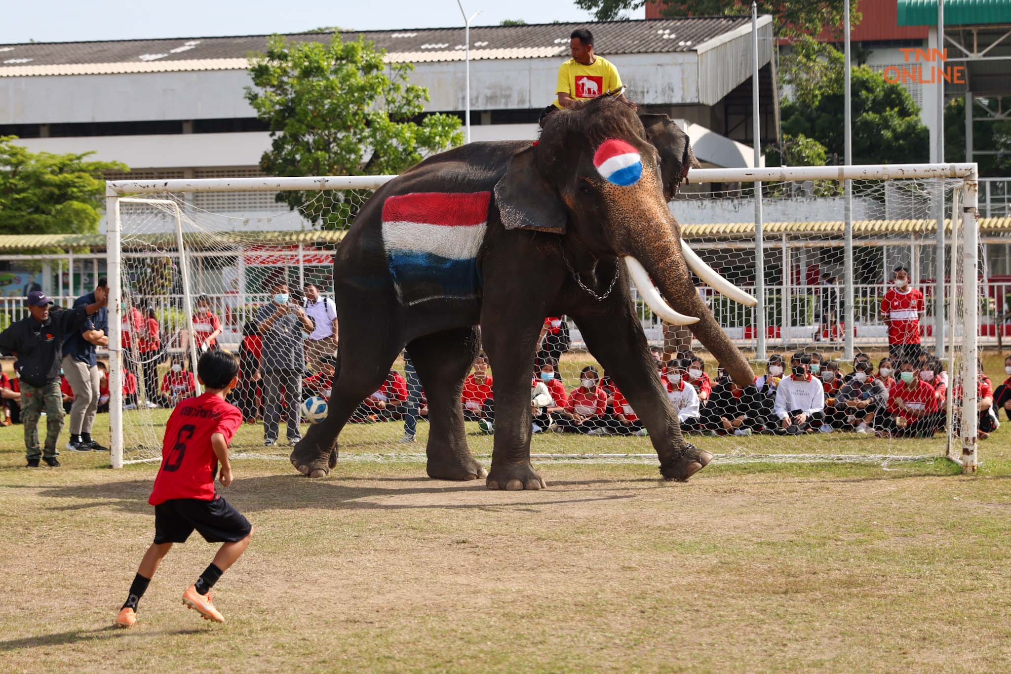 อยุธยาจัด“ช้างเตะบอลกับคน” ร่วมรณรงค์เชียร์บอลโลกไม่เล่นการพนัน