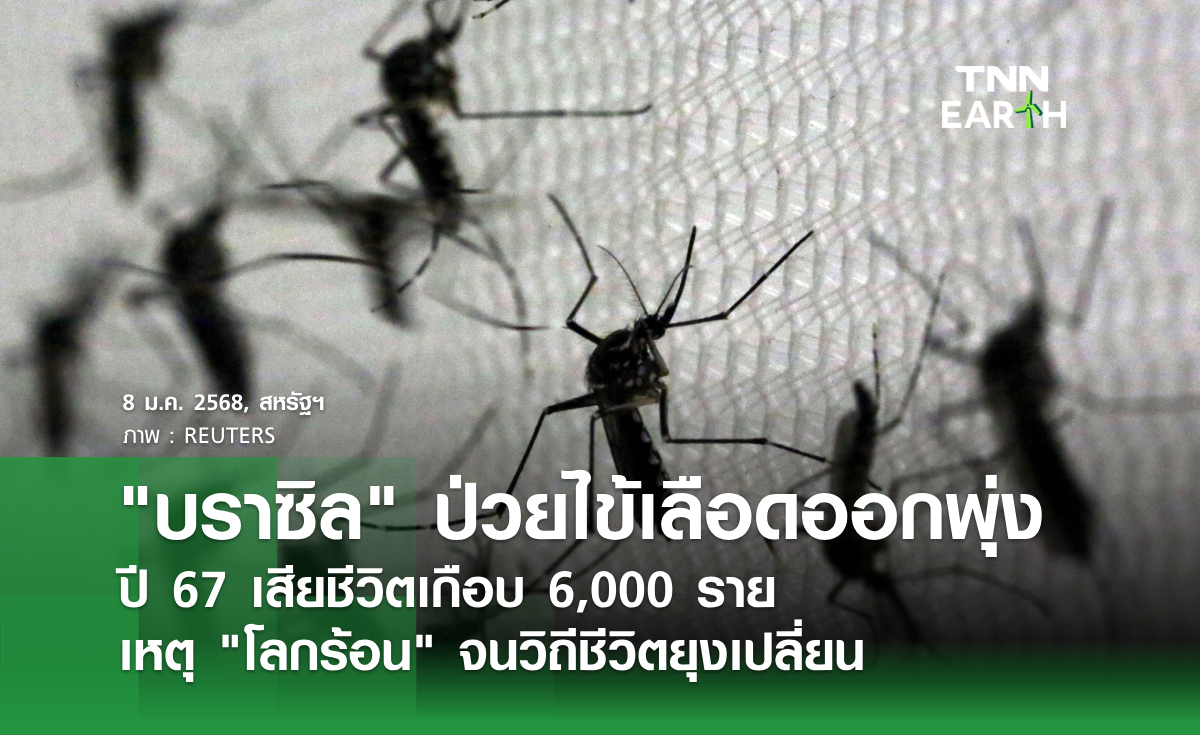 บราซิล ป่วยไข้เลือดออกพุ่ง  ปี 67 เสียชีวิตเกือบ 6,000 ราย  เหตุ โลกร้อน จนวิถีชีวิตยุงเปลี่ยน