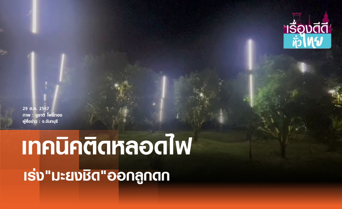 ชาวสวนติดหลอดไฟเร่งมะยงชิดออกผลดก | เรื่องดีดีทั่วไทย | 29-10-67