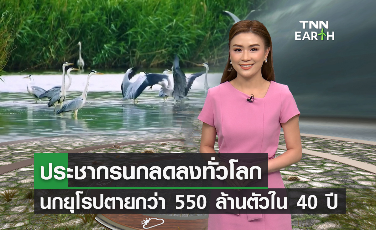 ประชากรนกลดลงทั่วโลก นกยุโรปตายกว่า 550 ล้านตัวใน 40 ปี