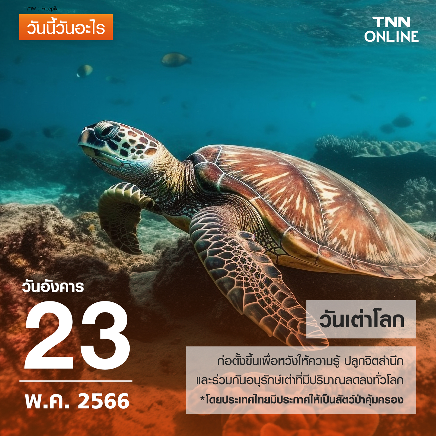 วันนี้วันอะไร วันเต่าโลก ตรงกับวันที่ 23 พฤษภาคม วันนี้วันอะไร วันเต่าโลก ตรงกับวันที่ 23 พฤษภาคม