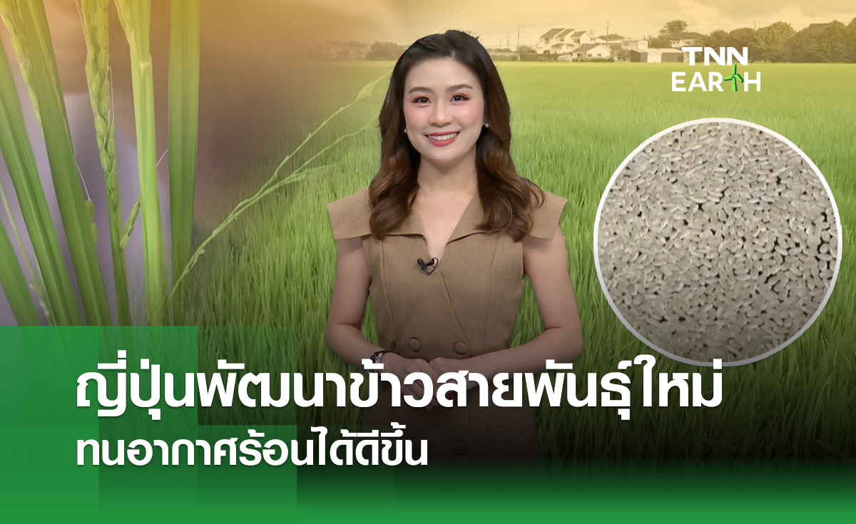 ญี่ปุ่นพัฒนาข้าวสายพันธุ์ใหม่ ทนอากาศร้อนได้ดีขึ้น