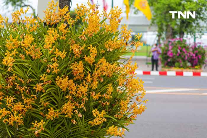 ประดับดอกไม้ เติมสีสันบนถนนประวัติศาสตร์ เฉลิมพระเกียรติในโอกาสพระราชพิธีมหามงคลวันเฉลิมพระชนมพรรษา 2567