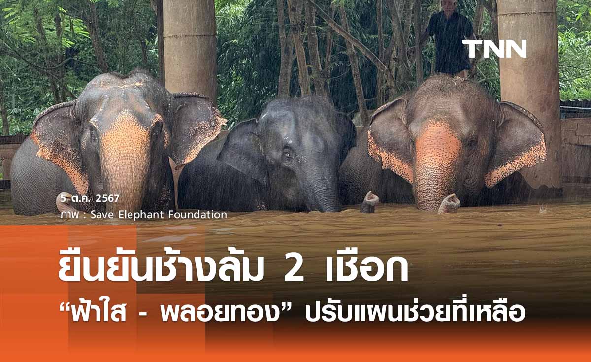 “น้ำท่วมเชียงใหม่” สูญเสีย “พังฟ้าใส - พลอยทอง” ปรับแผนช่วยช้างพิการ - ช้างดุ