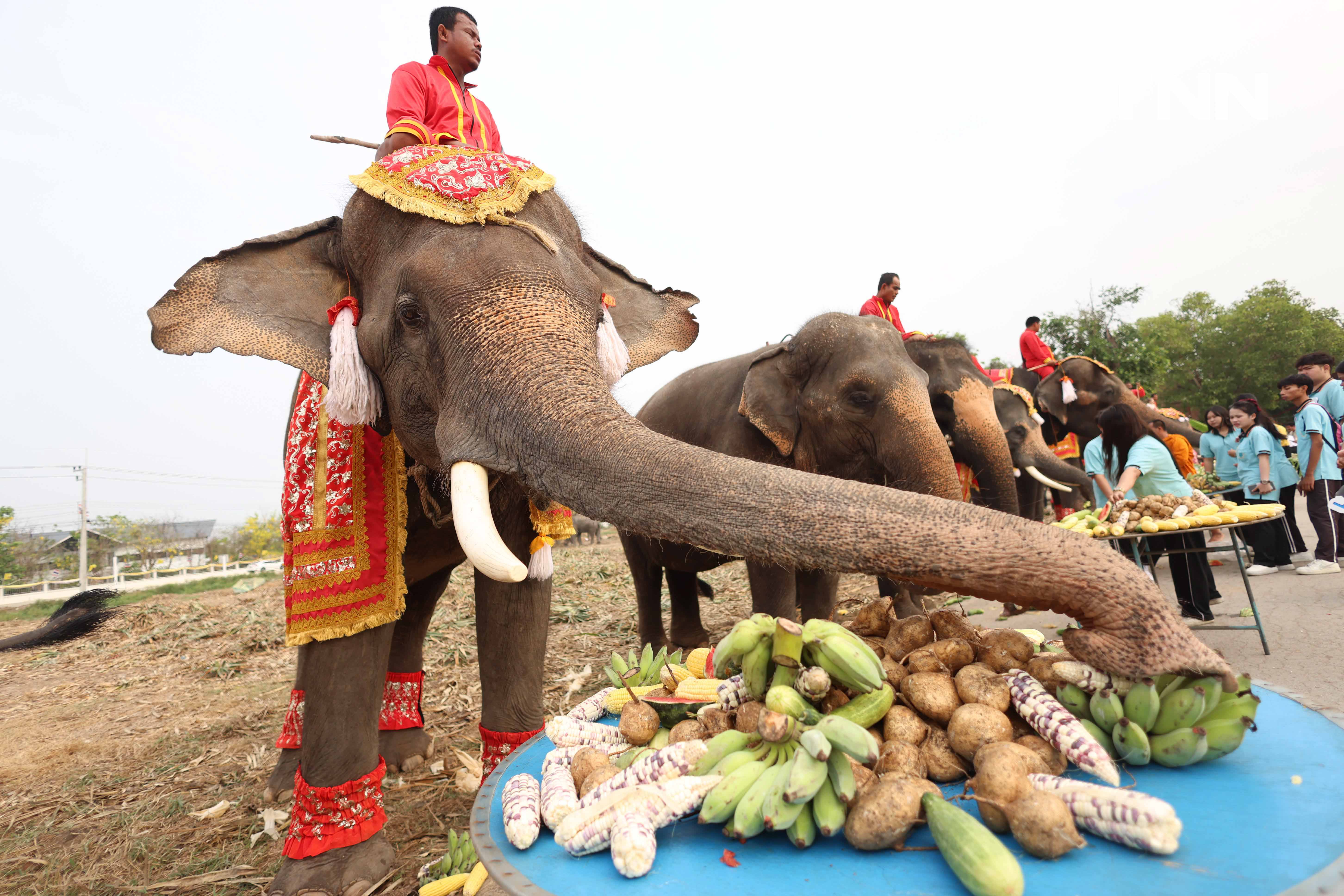 “วันช้างไทย” แลเพนียด ทำบุญ-เลี้ยงอาหารช้าง เพื่อเป็นสิริมงคล