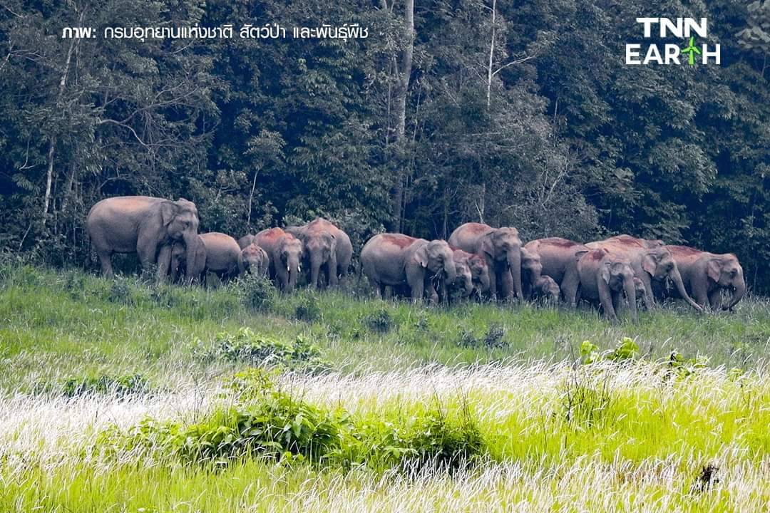  เปิดภาพ “โขลงช้างป่า” เขาใหญ่  รวมตัวหากินตามธรรมชาติ