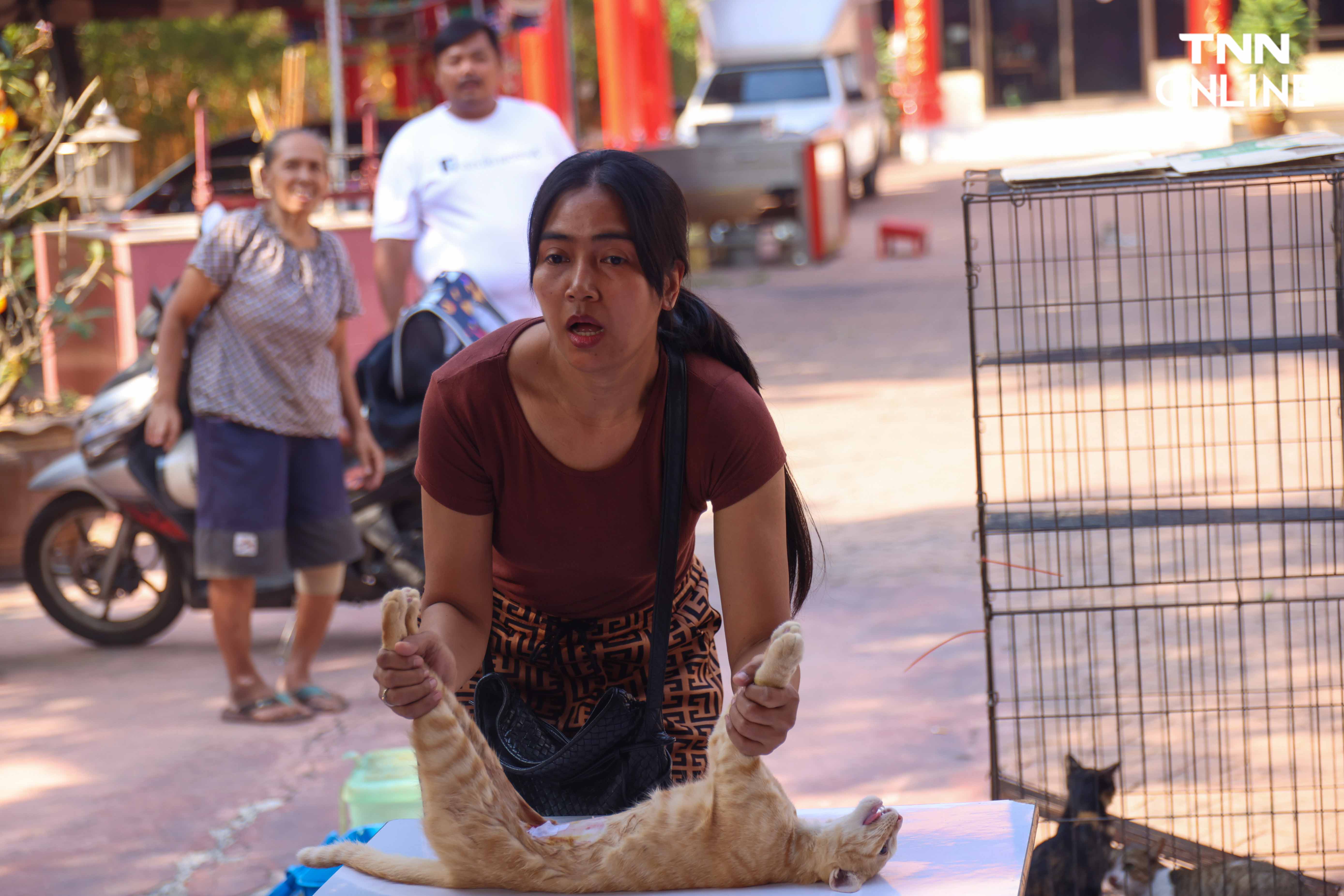 เพื่อสัตว์เลี้ยงที่คุณรัก กทม. ทำหมัน-ฉีดวัคซีน หมาแมวฟรี