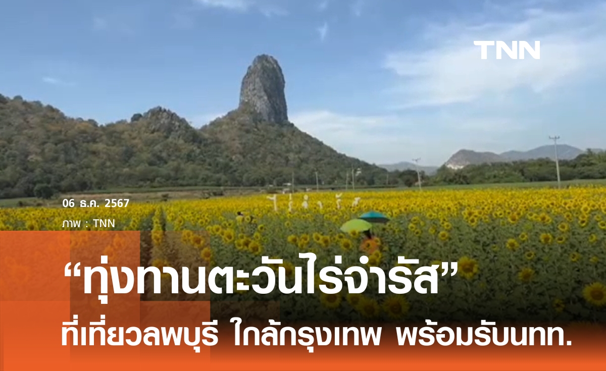 ทุ่งทานตะวันไร่จำรัส จ.ลพบุรี รอต้อนรับนักท่องเที่ยว