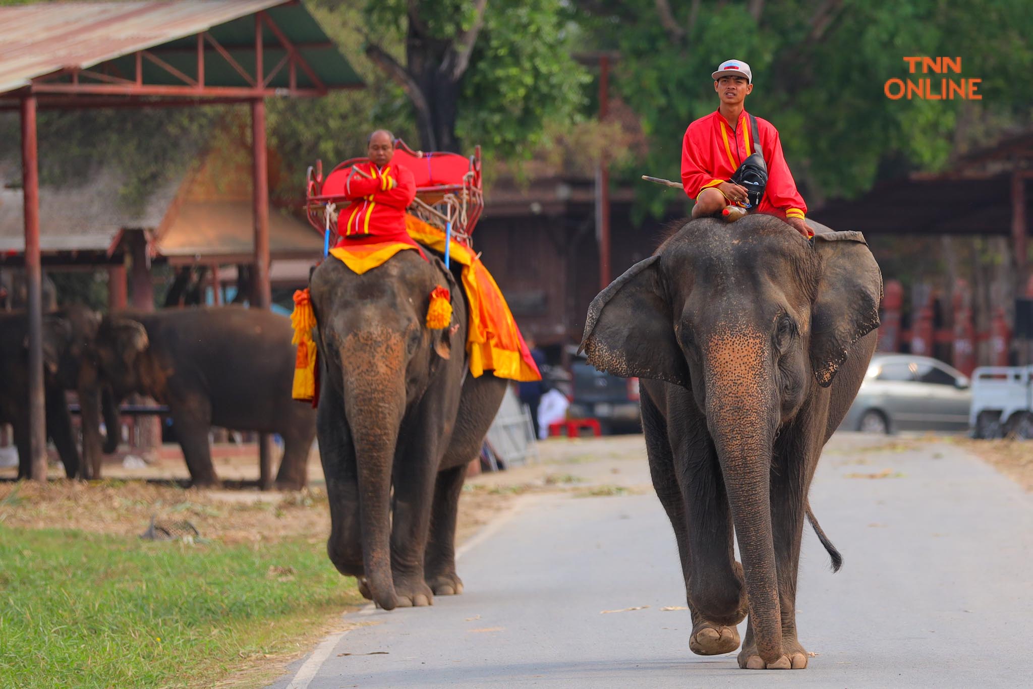 “วันช้างไทย” แลเพนียด ทำบุญ-เลี้ยงอาหารช้าง เพื่อเป็นสิริมงคล