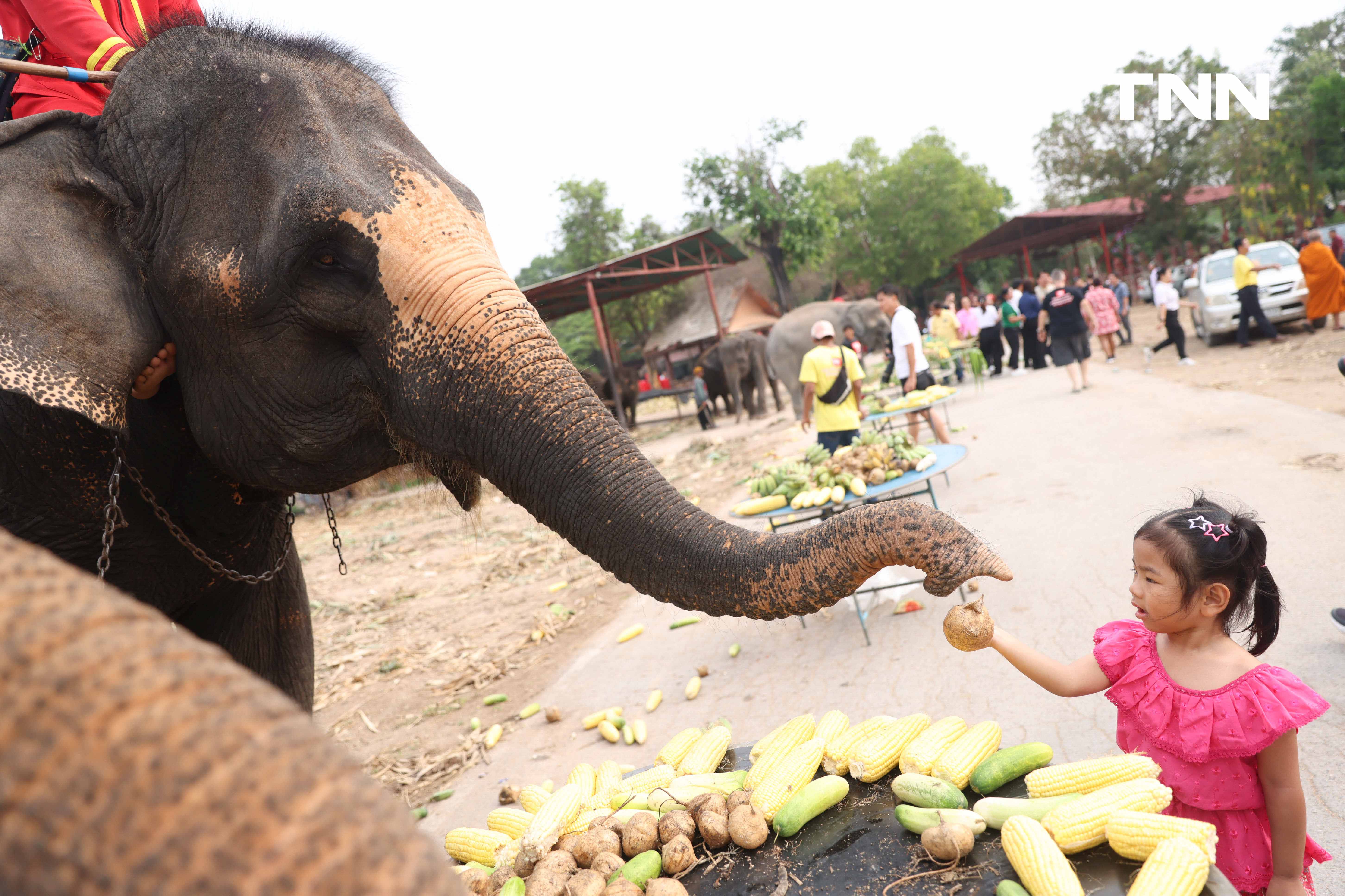 “วันช้างไทย” แลเพนียด ทำบุญ-เลี้ยงอาหารช้าง เพื่อเป็นสิริมงคล