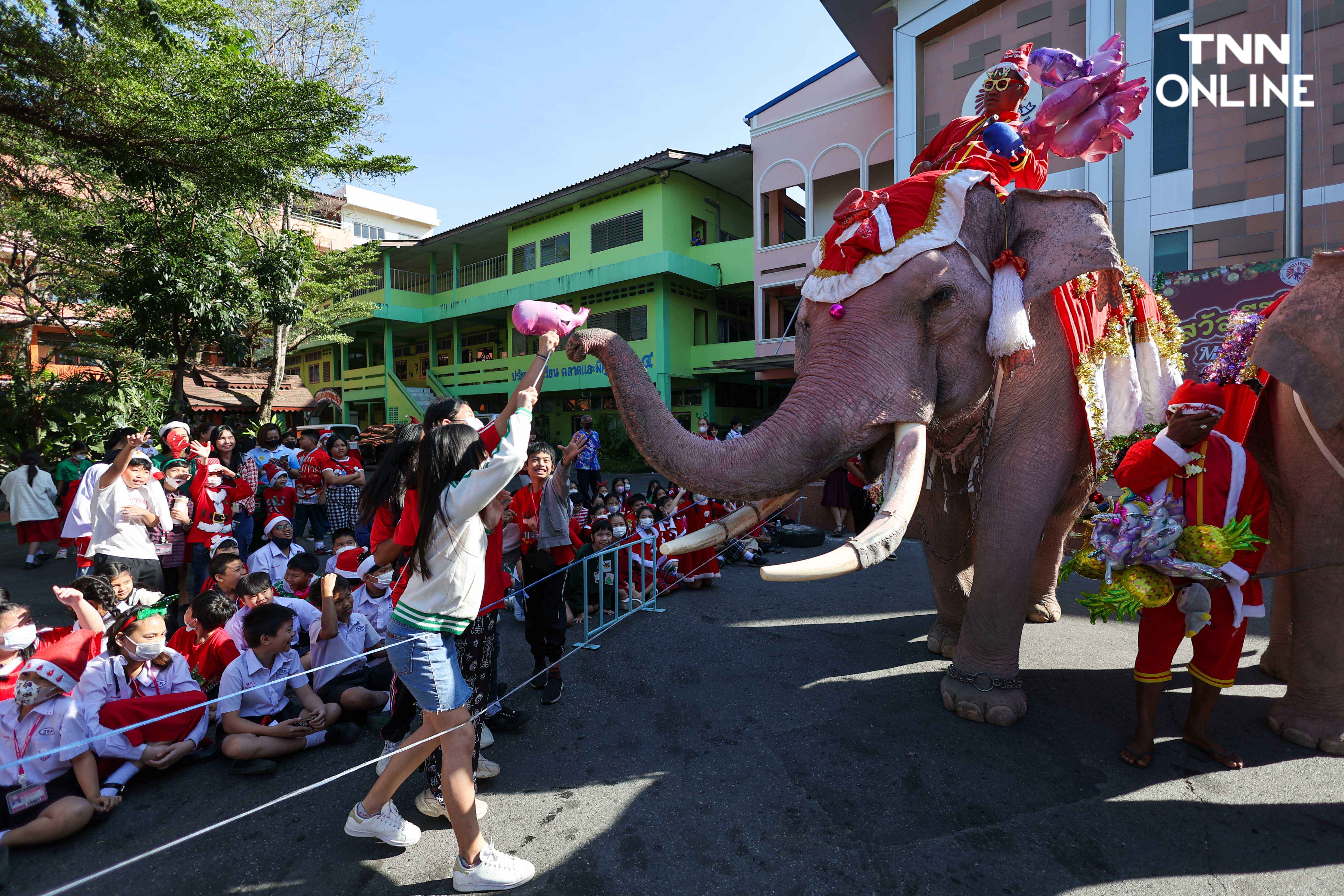 ช้างแปลงโฉมซานตาคลอส มอบความสุขในเทศกาลคริสต์มาส