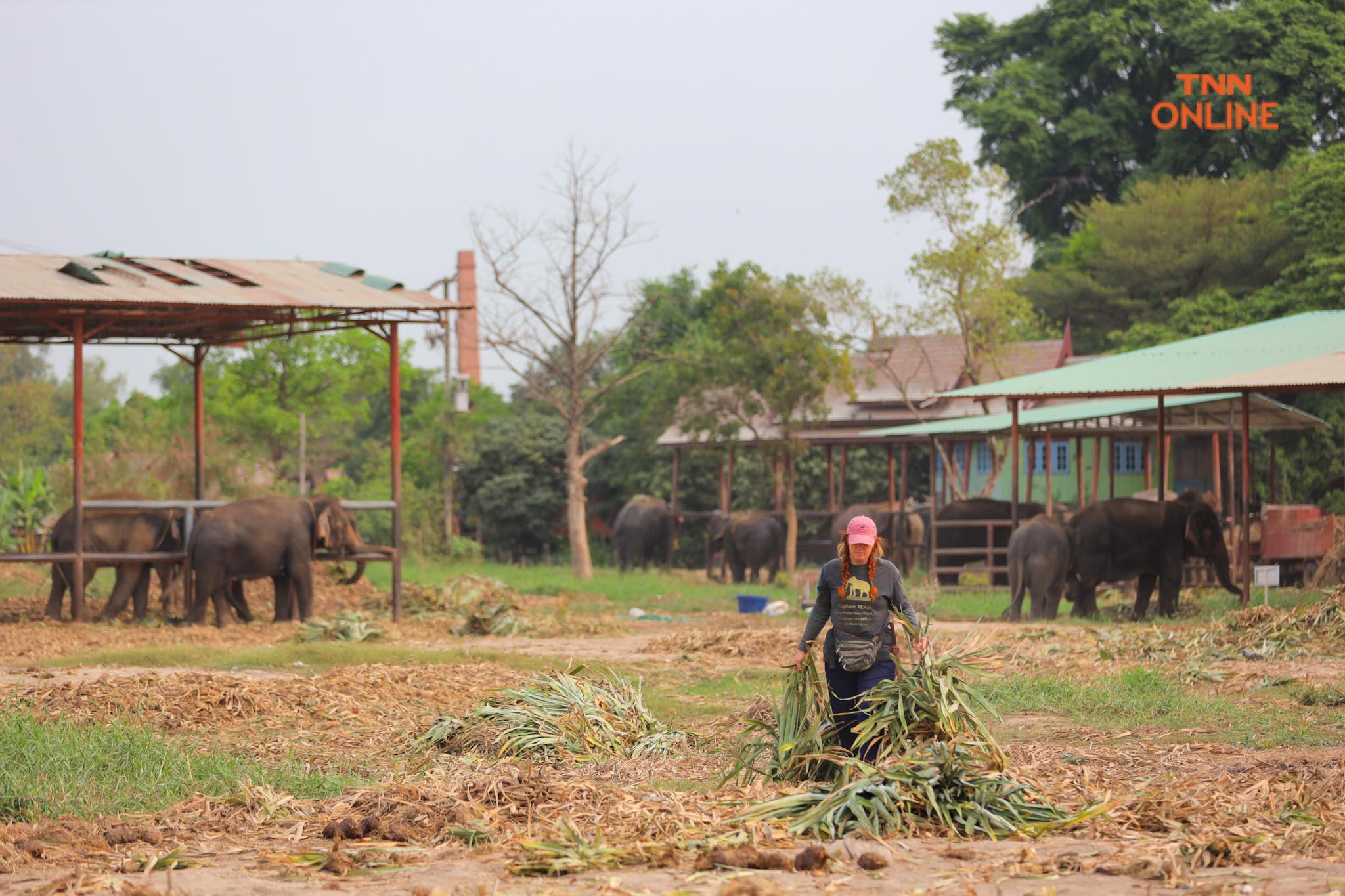 “วันช้างไทย” แลเพนียด ทำบุญ-เลี้ยงอาหารช้าง เพื่อเป็นสิริมงคล