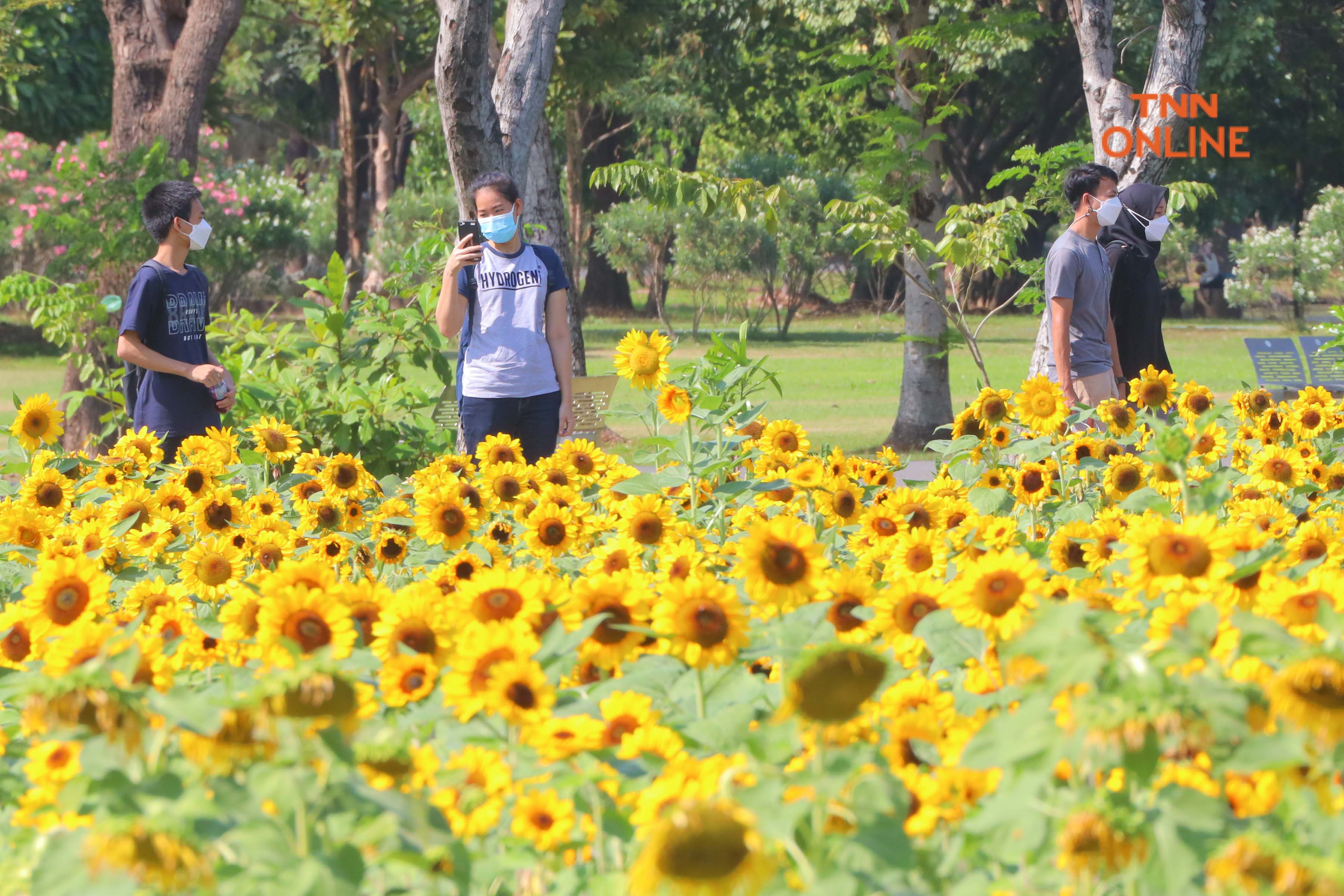 ประมวลภาพ บานสะพรั่ง ชวนชมทุ่งดอกทานตะวัน ที่สวนรถไฟ ตลอดเดือน ม.ค. นี้